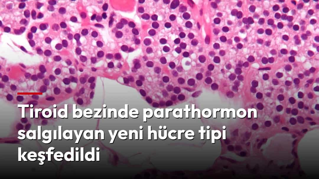 Boyanmış bir doku örneğinin mikroskop altındaki görüntüsü.