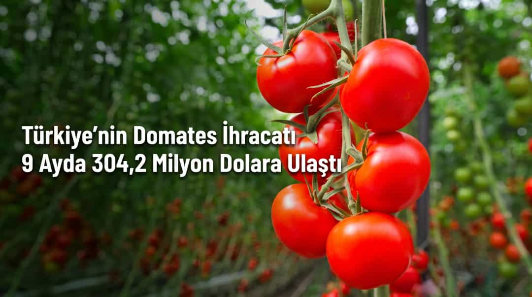 Türkiye’nin Domates İhracatı 9 Ayda 304,2 Milyon Dolara Ulaştı