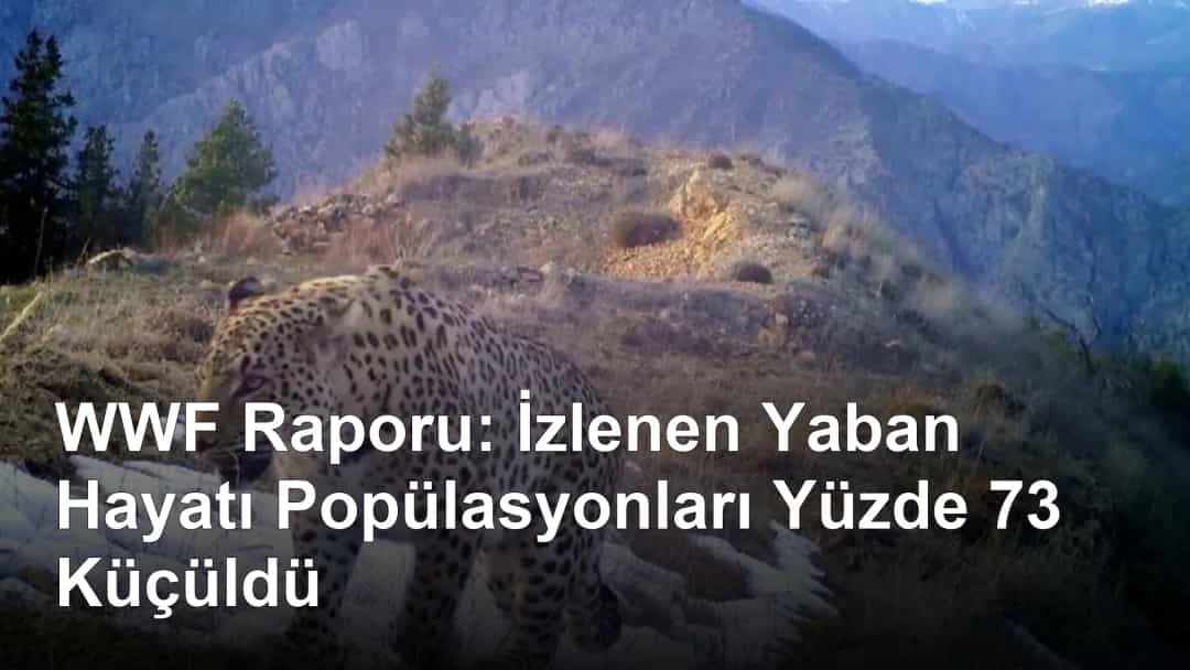 WWF Raporu: İzlenen Yaban Hayatı Popülasyonları Yüzde 73 Küçüldü