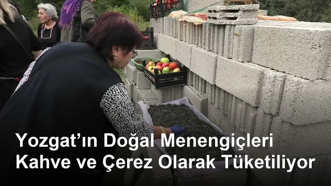 Yozgat’ın Doğal Menengiçleri Kahve ve Çerez Olarak Tüketiliyor