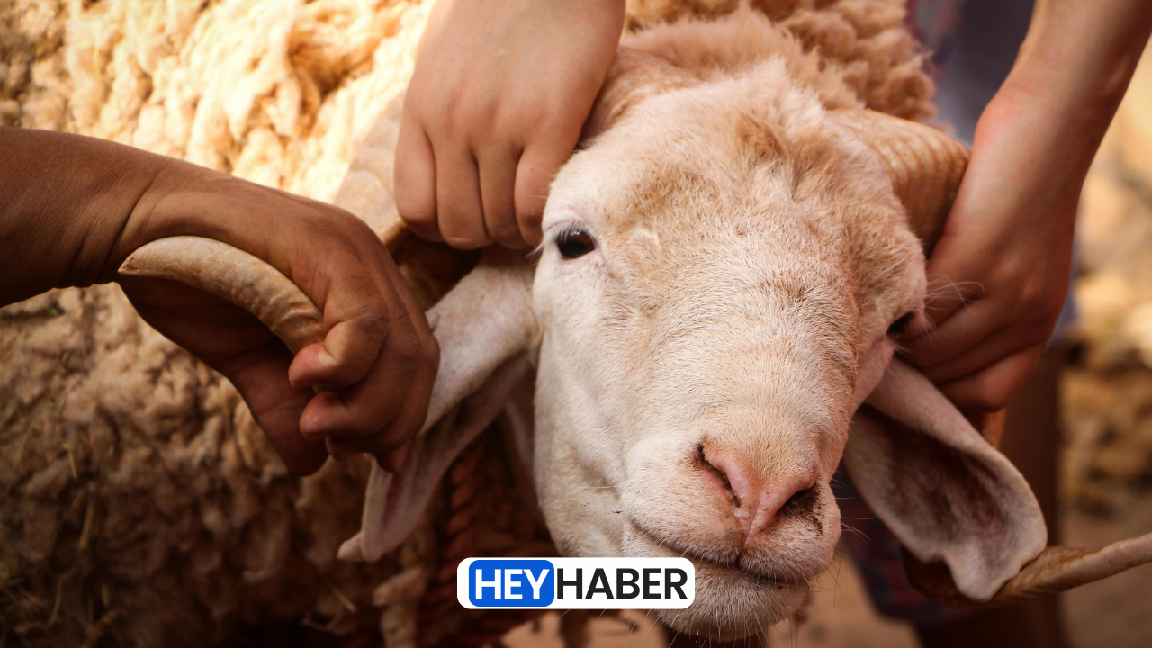Kurban Bayramı Alışveriş Rehberi: En Uygun Fiyatlı Kurbanlık Nerede? görseli