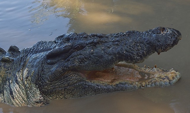 ‘Timsah: Avustralya’nın Hayatta Kalanı’, 5 Ekim Pazar 20.00’de National Geographic WILD Ekranlarında! görseli