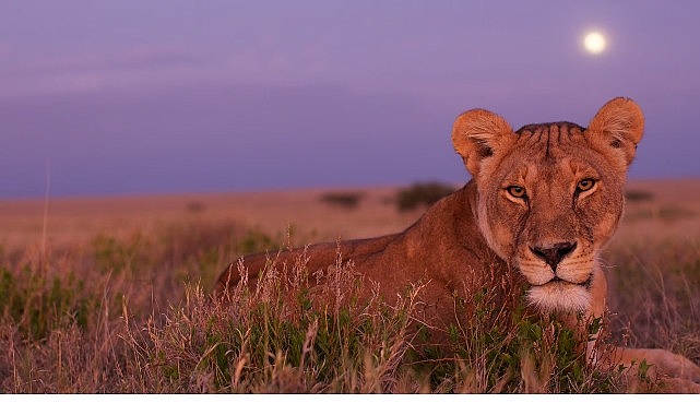 ‘Ölümcül Safari’, Serinin Devam Bölümleriyle 7 Eylül’den İtibaren Pazar Günleri 20.00’de National Geographic WILD Ekranlarında! görseli