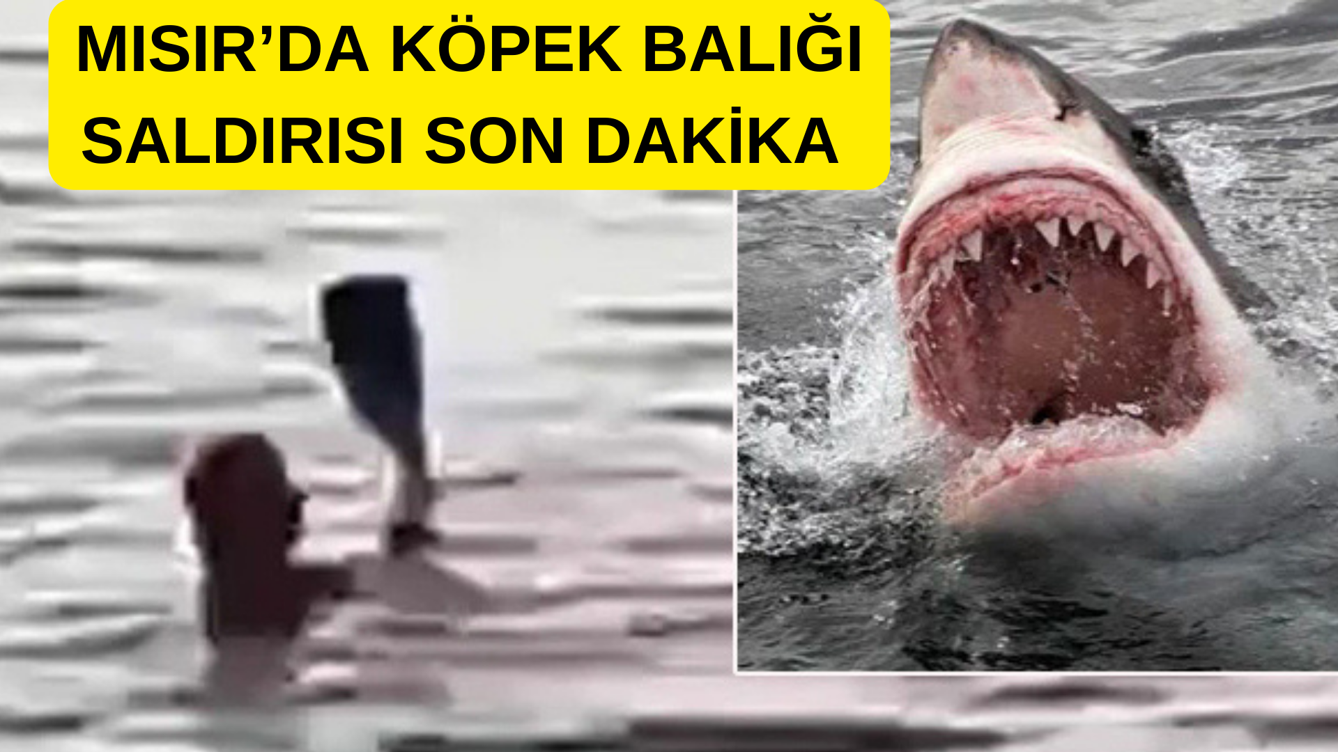 MISIR’DA KÖPEK BALIĞI SALDIRISI! görseli