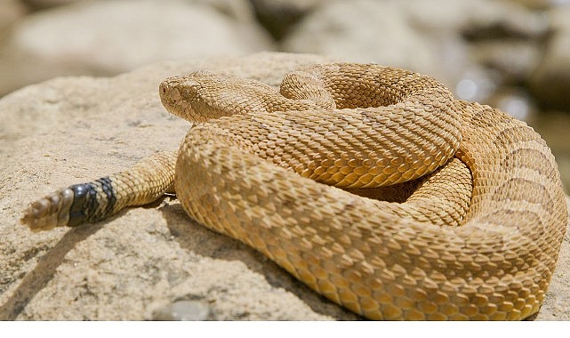 ‘Sürüngenler Gezegeni’, 12 Ekim Pazar 20.00’de National Geographic WILD Ekranlarında! görseli