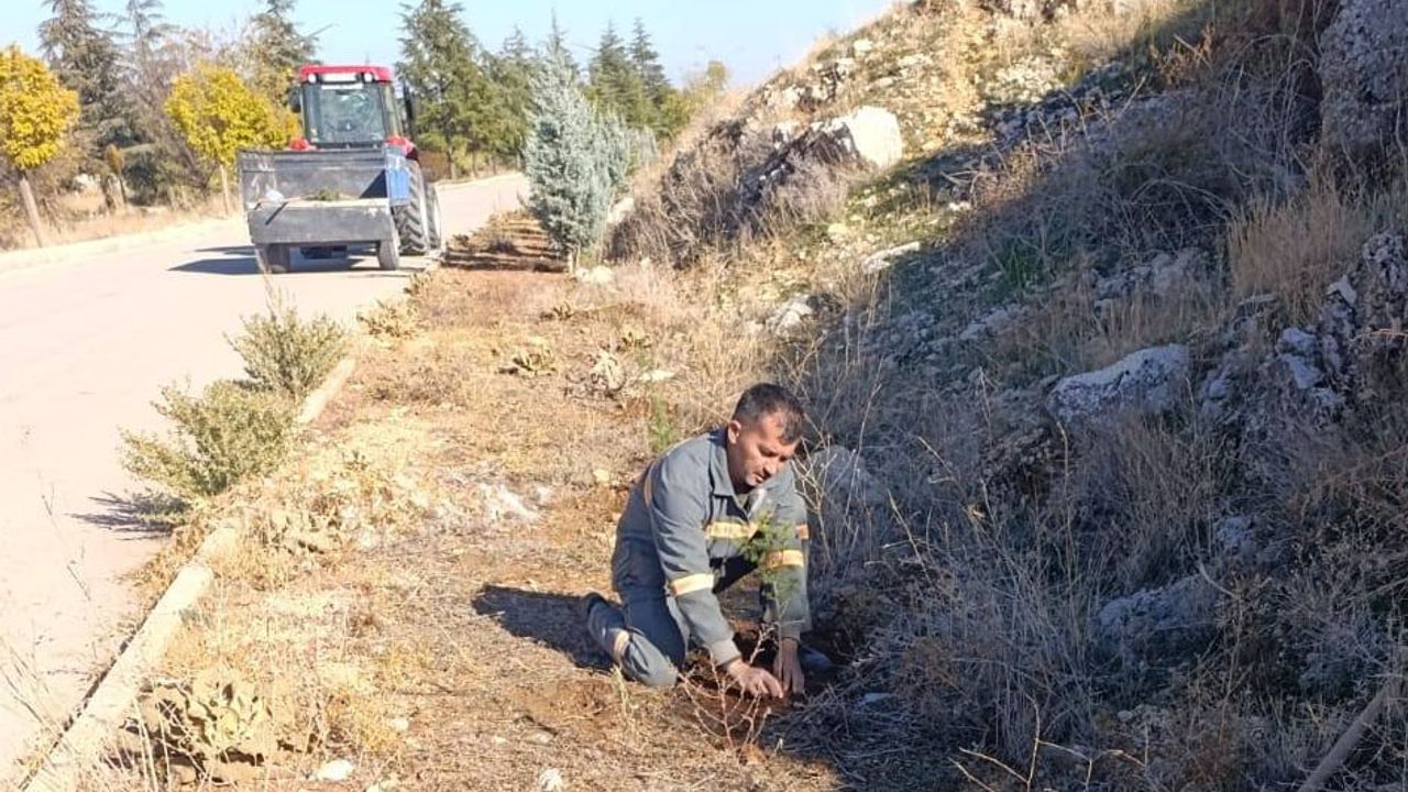 Senirkent’te yeşil dönüşüm: Fidanlar ilçeye can ve renk katıyor görseli