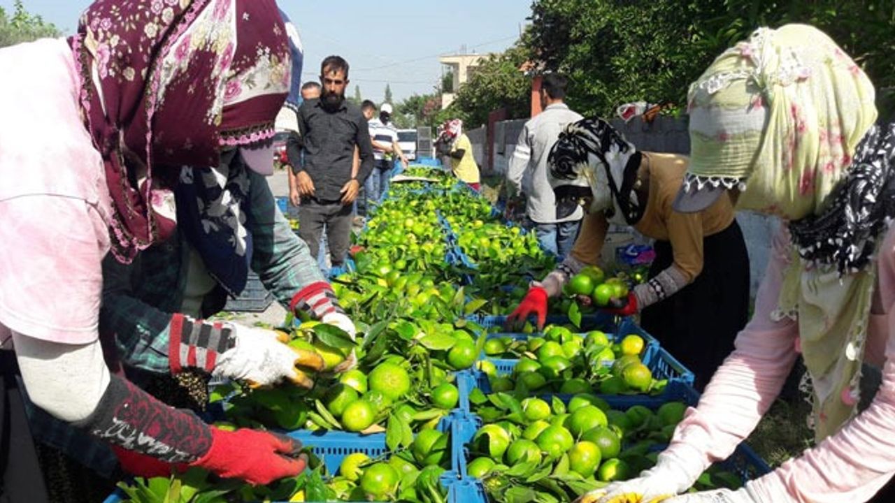 Hatay'da 'Erkenci mandalina' hasadı başladı görseli