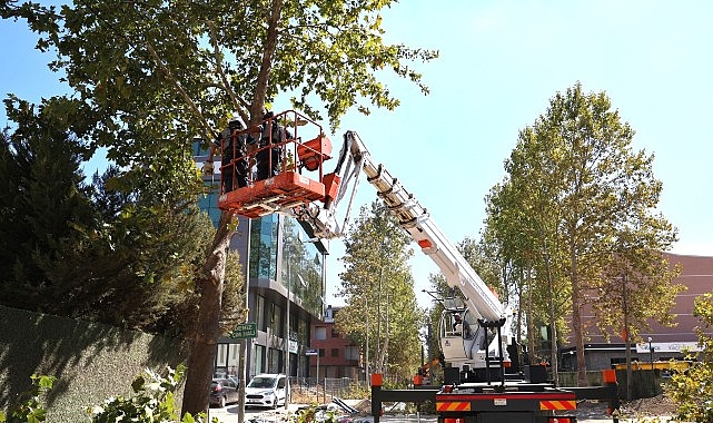 Alikahya Tramvay Hattı'nda ağaçlar budanıyor görseli
