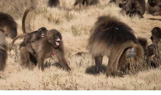 ‘Maymun Savaşları’, 28 Eylül Pazar 20.00’de National Geographic WILD Ekranlarında! görseli