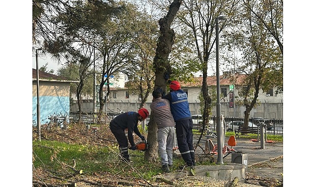 Bakırköy Belediyesi'nden Teke Böceğine Karşı Etkin Mücadele görseli