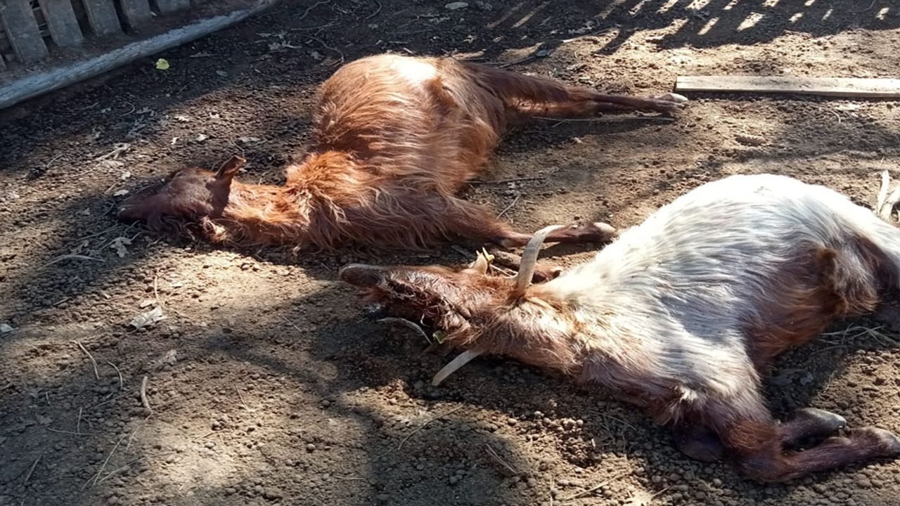 Isparta’da kurt saldırıları üreticiyi bezdirdi görseli