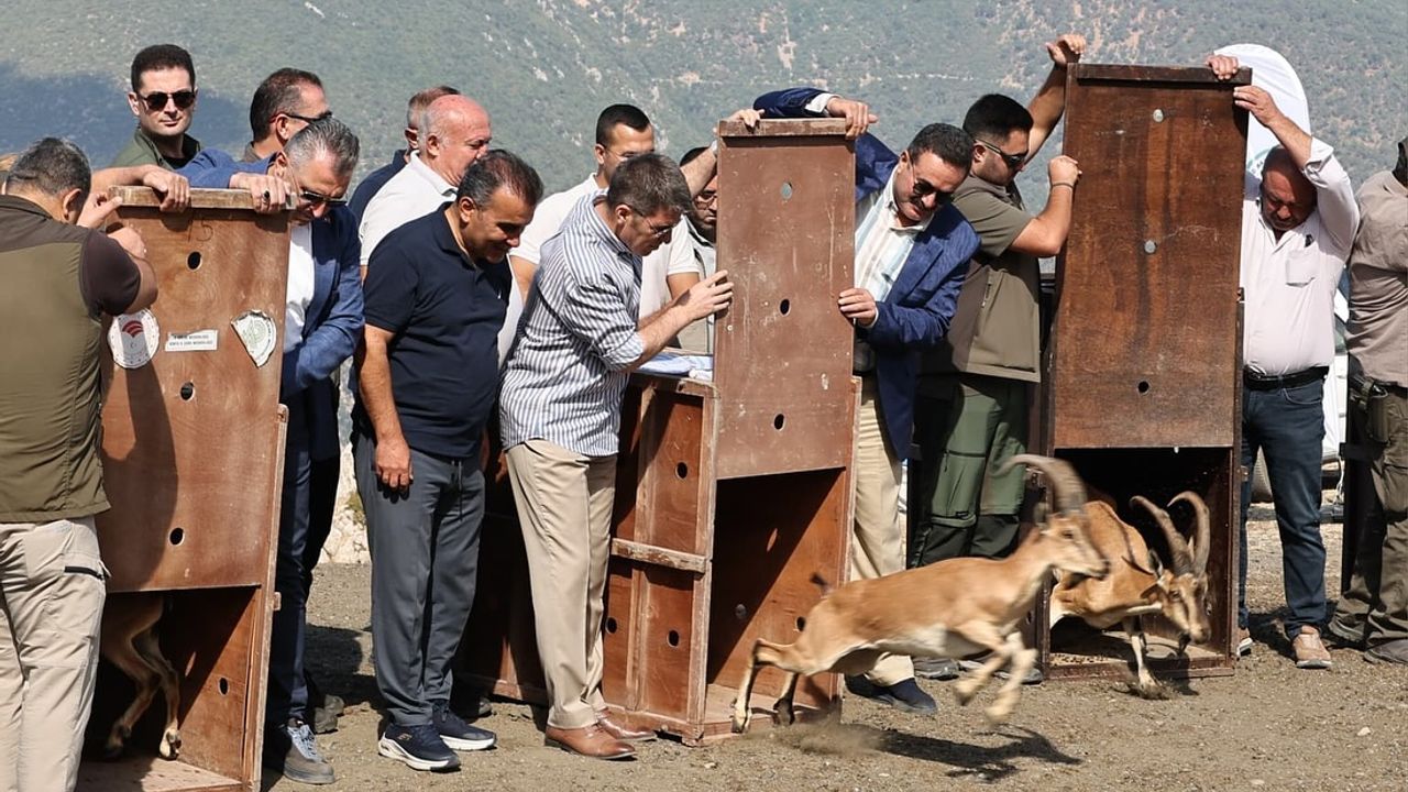 Amasya’da 5 yaban keçisi doğaya salındı görseli