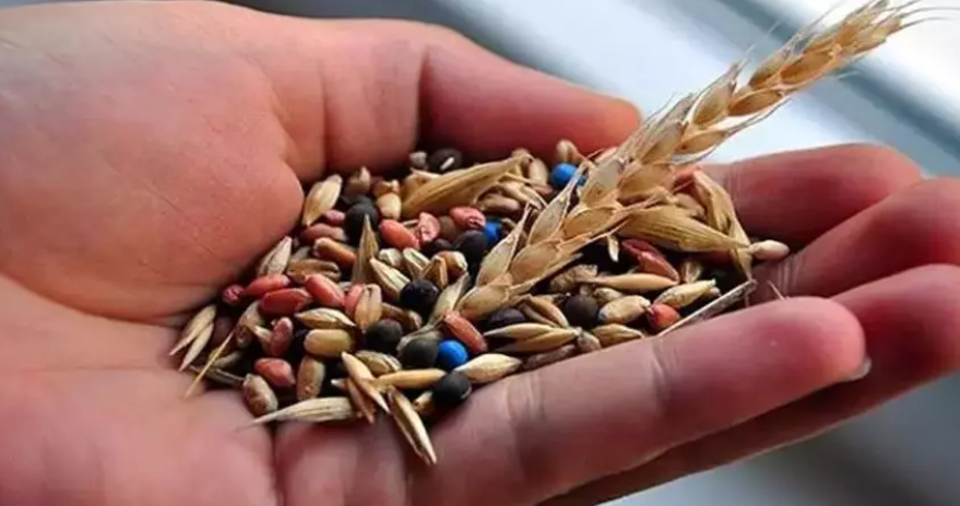 Muğla'nın Ata Tohumları 81 İle Umut Oldu: 22 Milyon Tohum Toprakla Buluştu görseli
