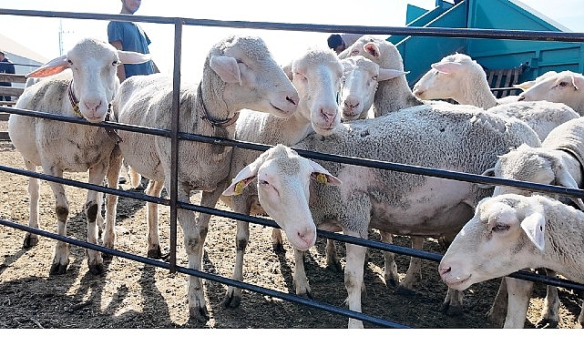 İnegöl Belediyesi İle İlçeler Arası “Tarım Ve Hayvancılıkta Güç Birliği” görseli