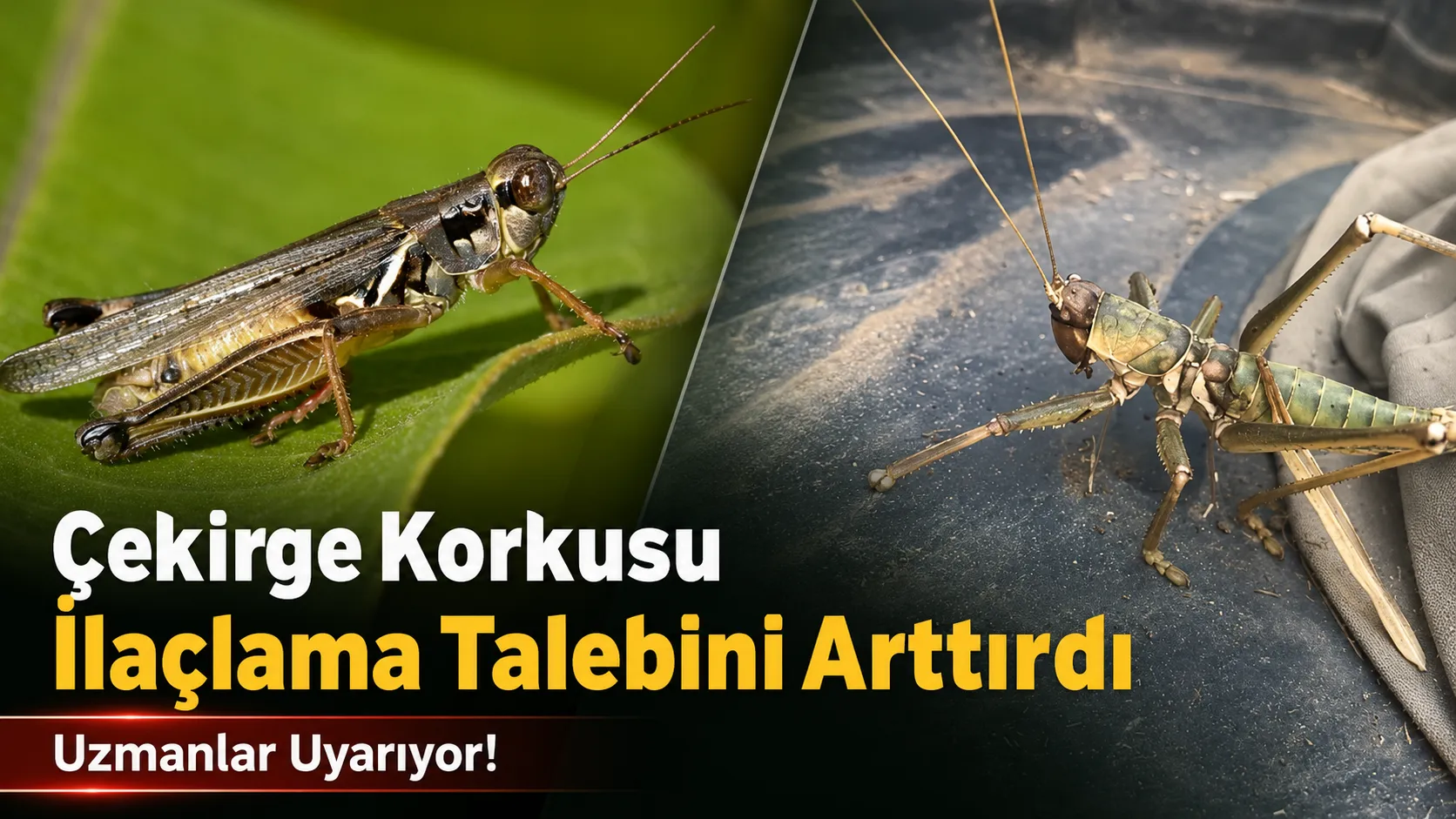 Çekirge Korkusu İlaçlama Talebini Arttırdı: Uzmanlar Uyarıyor!