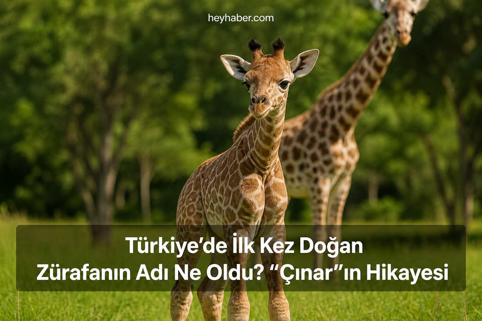 Türkiye’de İlk Kez Doğan Zürafanın Adı Ne Oldu? “Çınar”ın Hikayesi görseli