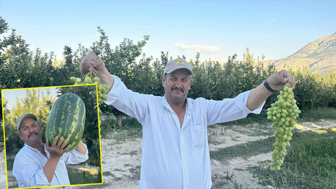 Senirkentli çiftçiler dev karpuzlarla rekor kırıyor görseli
