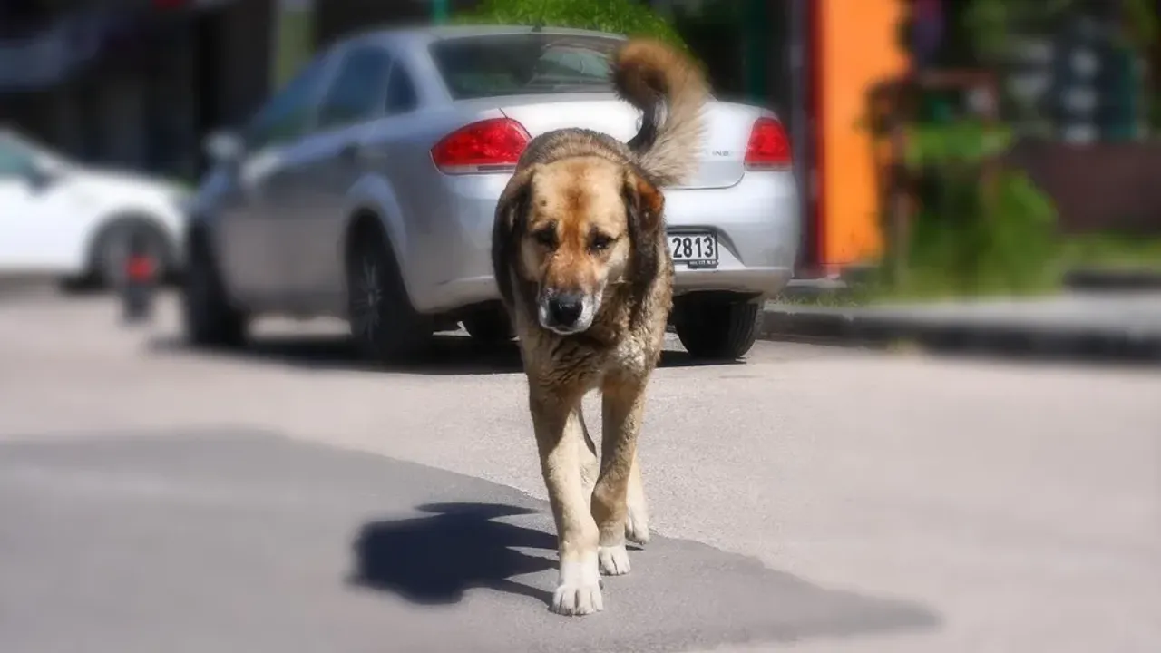 Adana’da başıboş sokak köpekleri toplanıyor... görseli
