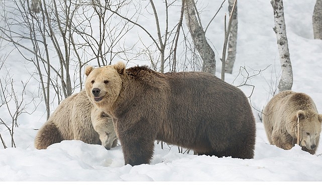 ‘Boz Ayının Kışı’, 7 Aralık Pazar 20.00’de National Geographic WILD Ekranlarında! görseli