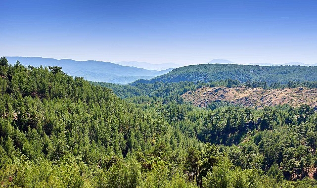 ALJ Türkiye’den 1.4 Milyon Fidan ile Başlayan Ağaç Seferberliği görseli