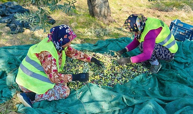 Burhaniye’de Zeytin Hasadı Başladı görseli
