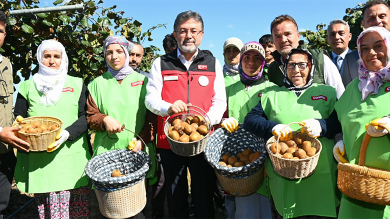 Bakan Yumaklı Kivi Hasadına Katıldı görseli