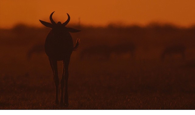 İki Bölümden Oluşan ‘Mara: Yeniden Doğuş’, 16 ve 23 Kasım Pazar Günleri 20.00’de National Geographic WILD Ekranlarında İzleyicilerle Buluşuyor! görseli