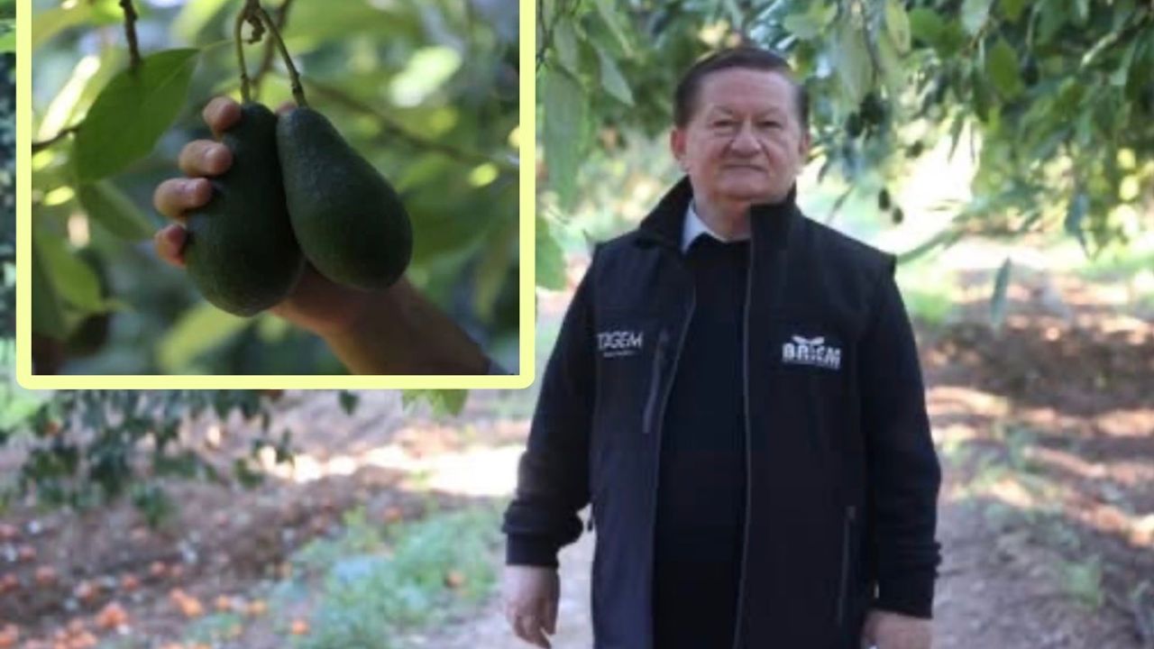 Antalya Avokado Üretiminde Rekor Kırdı görseli