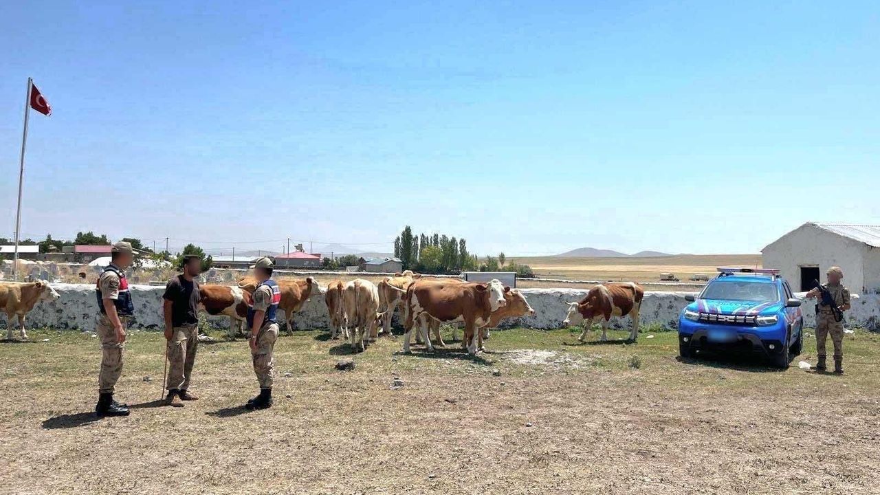 Kars'ta kayıp büyükbaş hayvanlar jandarma tarafından bulundu görseli