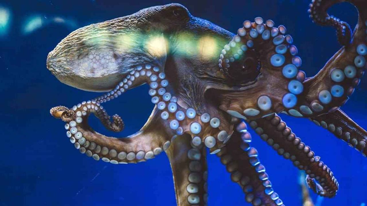 İnsanlık sonrası dünyanın hakimi ahtapotlar mı olacak? görseli