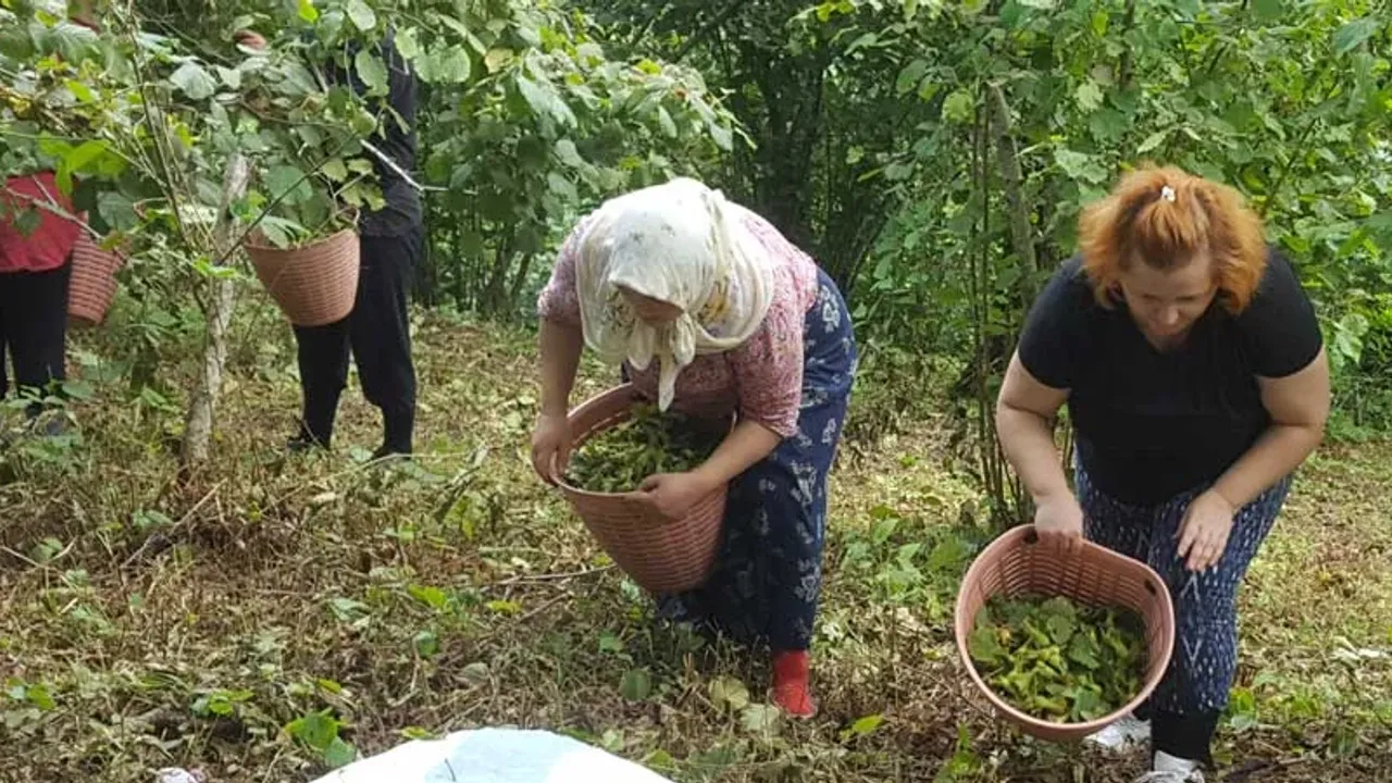 Giresun sahil kesimi bahçelerine giriş yaptı görseli