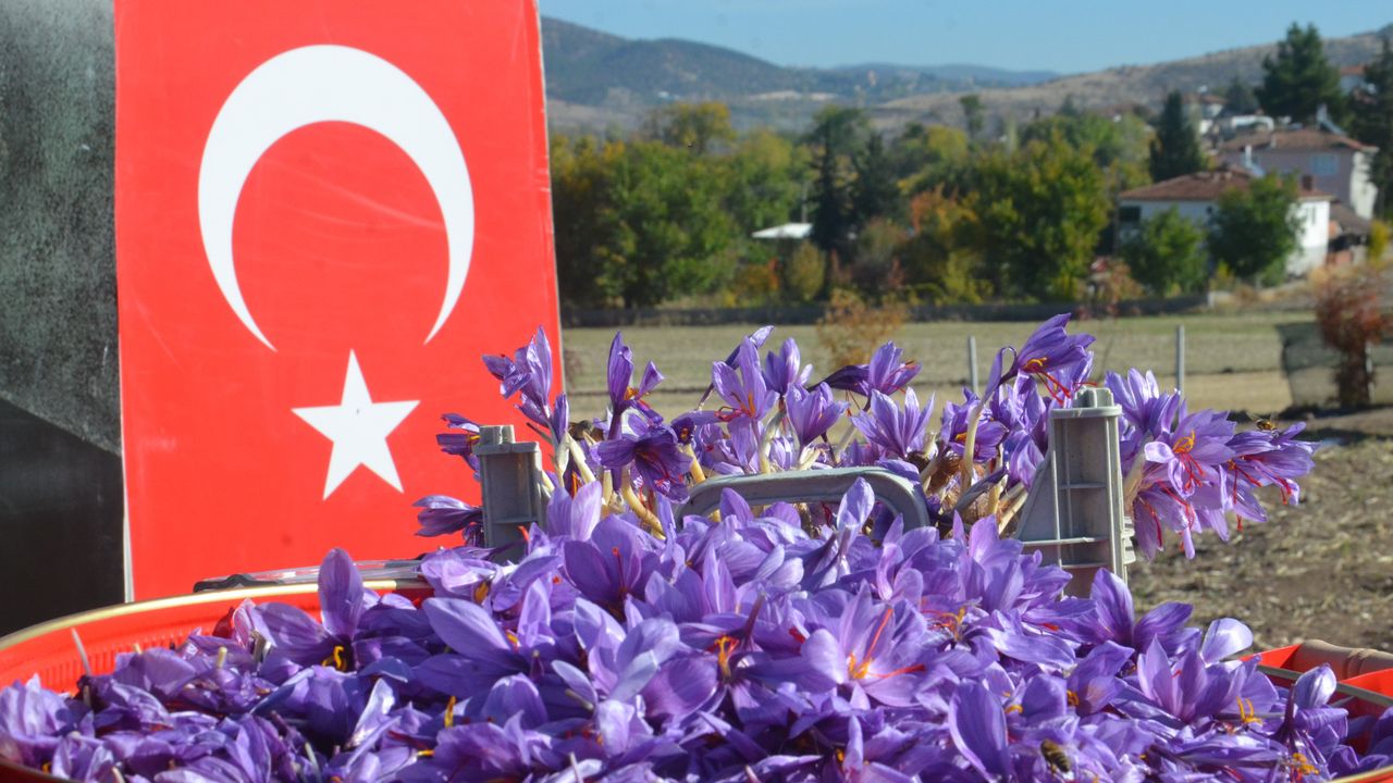 Dünyanın en pahalı bitkisi safran, Amasya’da hasat edildi görseli