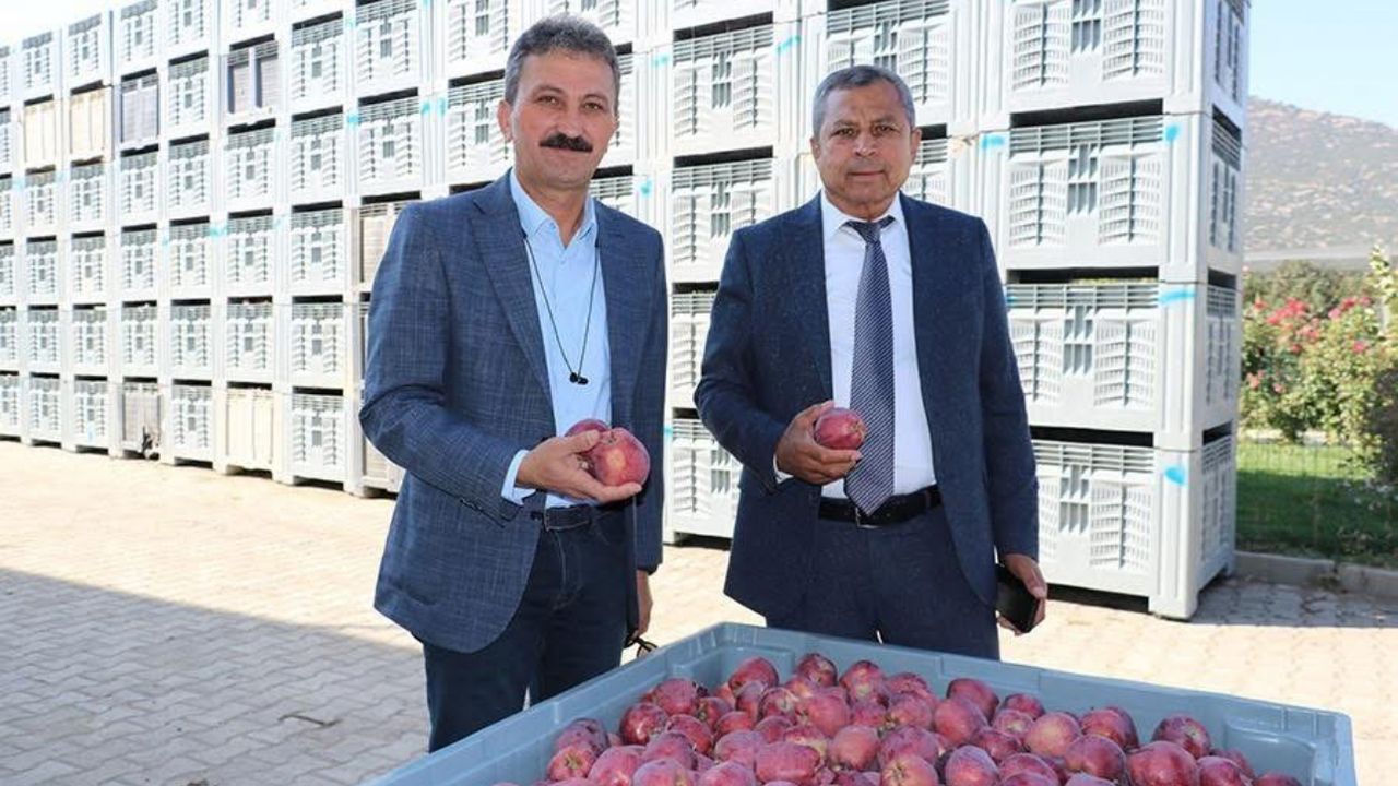 Isparta’da 2025 elma hasadı başladı görseli