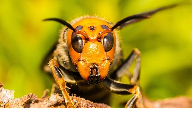 ‘Asya’nın Vahşi Eşek Arıları’, 6 Eylül Cumartesi 20.00’de National Geographic WILD Ekranlarında! görseli