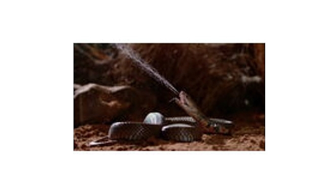 ‘Zehir Dosyaları: Yılan Isırığının Anatomisi’, 29 Mart Pazar 20.00’de National Geographic WILD Ekranlarında! görseli