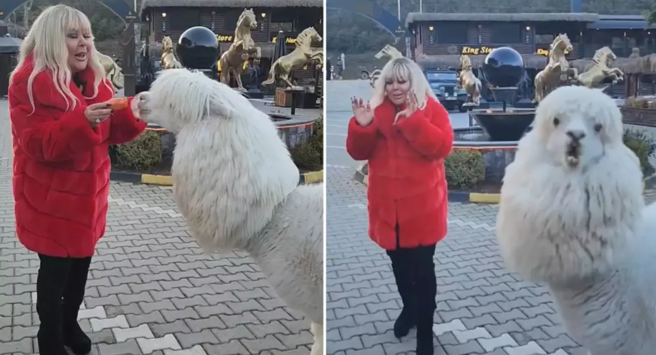 Safiye Soyman’a Alpaka Şoku: Sevgi Gösterisi "Tükürükle" Bitti! görseli