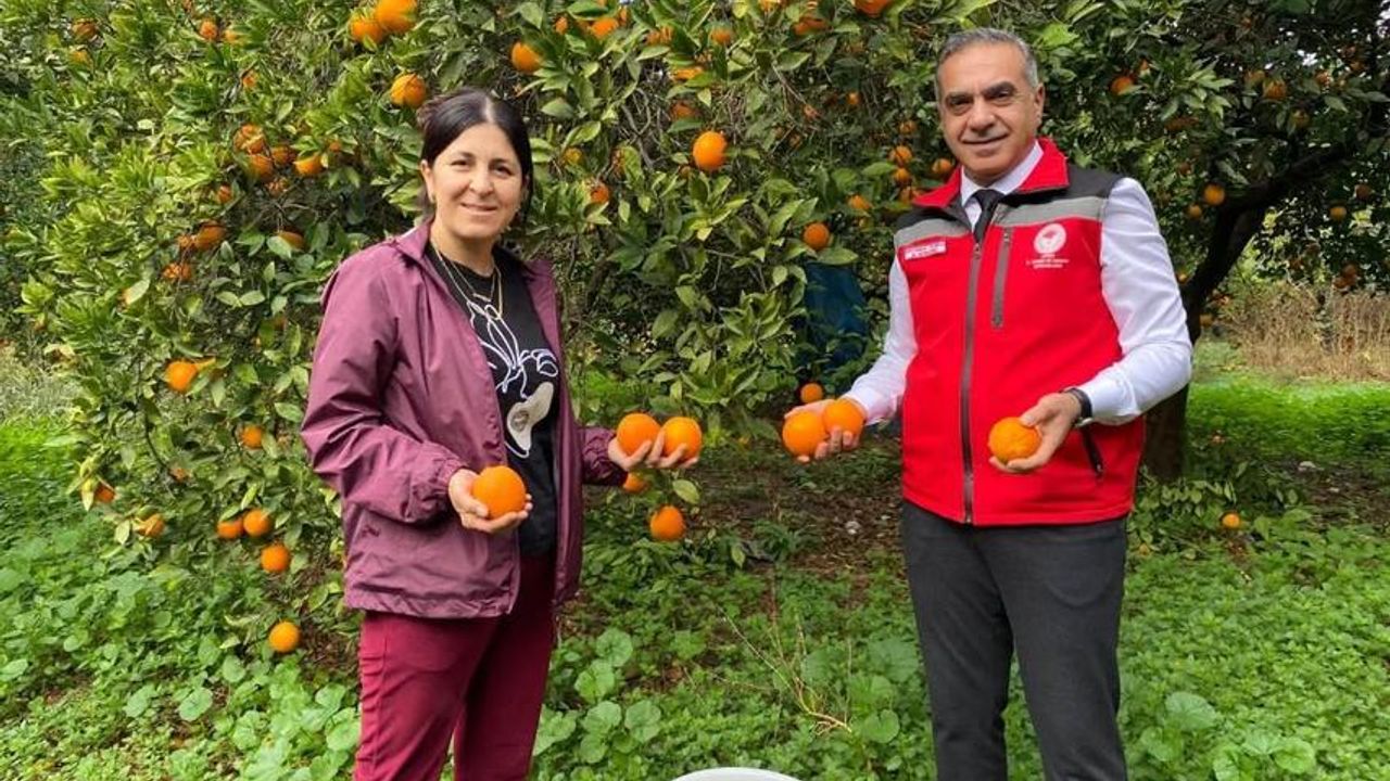 Aydın'da 93 bin 243 ton narenciye üretildi görseli