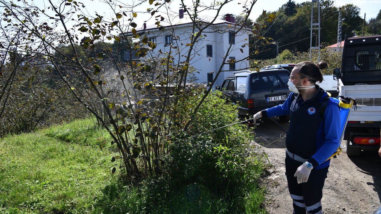 Trabzon’da kahverengi kokarca böceğiyle mücadele kapsamında 9 ilçede ilaçlama çalışmalarını sürdürüyor görseli