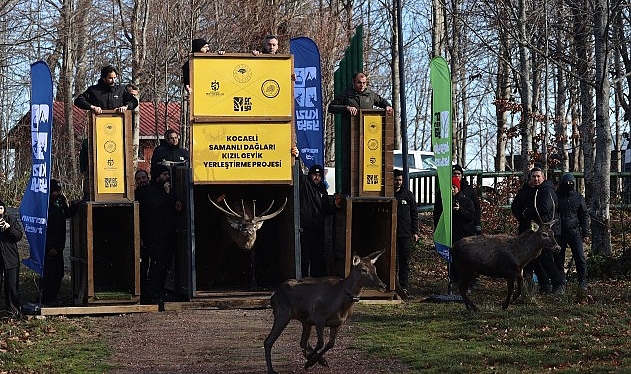 8 kızıl geyik daha Kuzuyayla'da doğaya salındı görseli