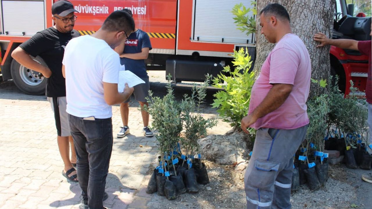 Antalya'lı üreticiye zeytin fidanı desteği! görseli