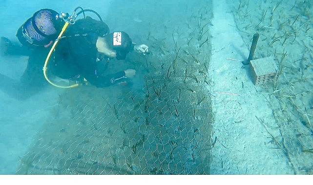 Mavi Nefes Projesi’nden Türkiye’de Bir İlk: Göcek’te 2.000 Yaşında Deniz Çayırı Keşfedildi görseli
