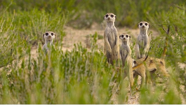 ‘Doğanın Dahileri’, 20 Ağustos Çarşamba 20.00’de National Geographic WILD Ekranlarında! görseli