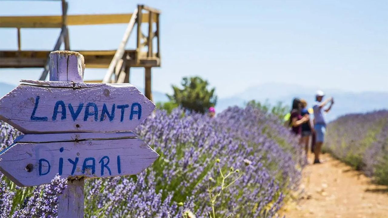Lavanta kokulu başarı: Türkiye’nin mor altını Isparta’dan yükseliyor görseli