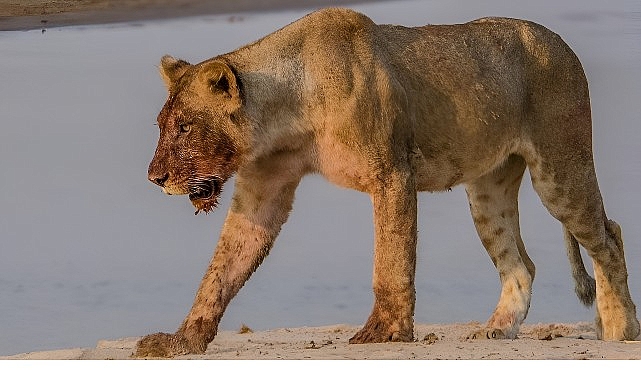 ‘Afrika’nın Nehir Devleri’ 9 Ağustos Cumartesi 20.00’de National Geographic WILD Ekranlarında İzleyicilerle Buluşuyor! görseli