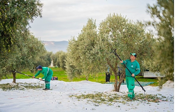 Milas Belediyesi Zeytin Hasadına Başladı görseli