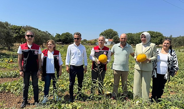 Meşhur Çeşme Kavununda Hasat Zamanı görseli