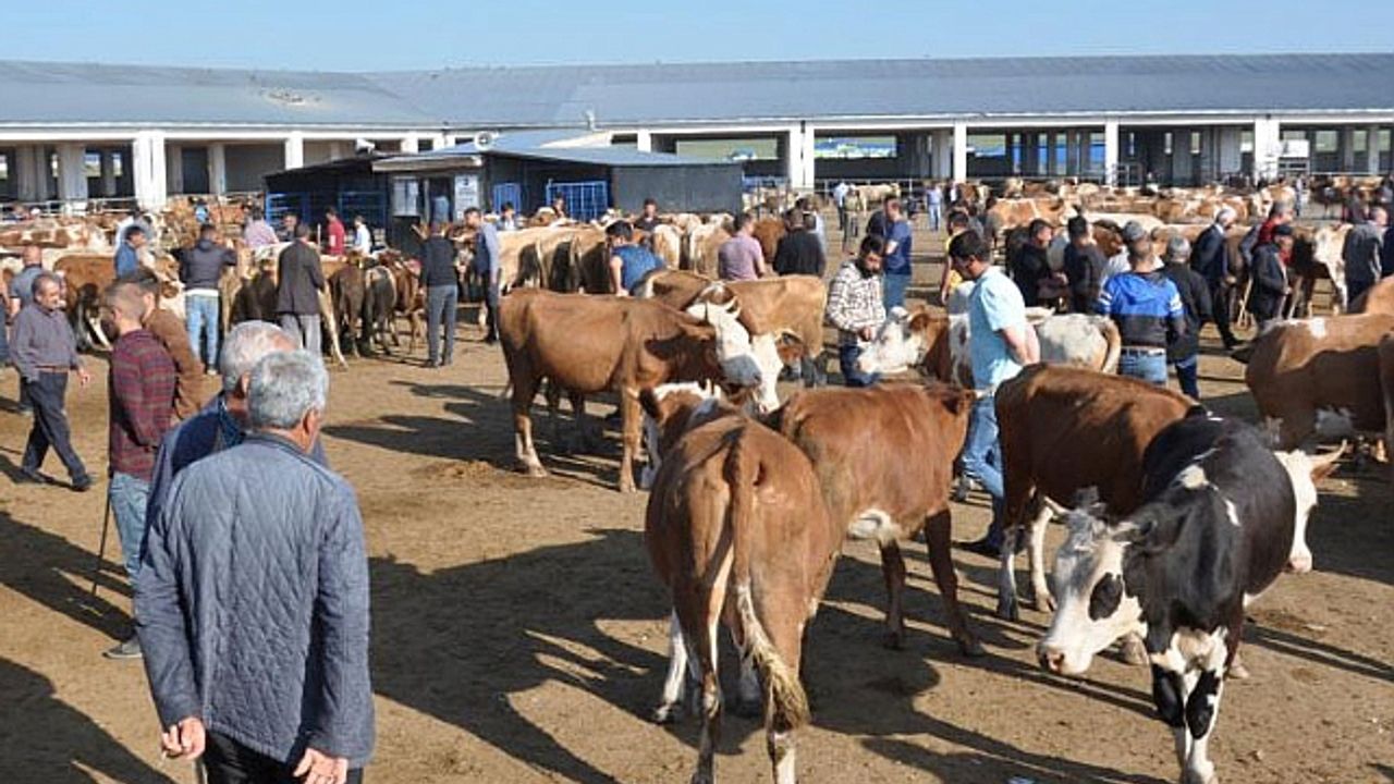 Kars Hayvan Pazarı şap hastalığı nedeniyle geçici olarak kapatıldı görseli