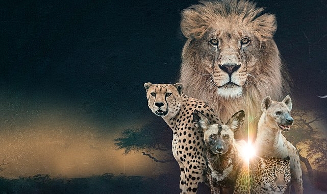 ‘Vahşi Krallık: Klanların Savaşı’, 22 Şubat Pazar Saat 20.00’de İki Bölüm Art Arda National Geographic WILD Ekranlarında! görseli