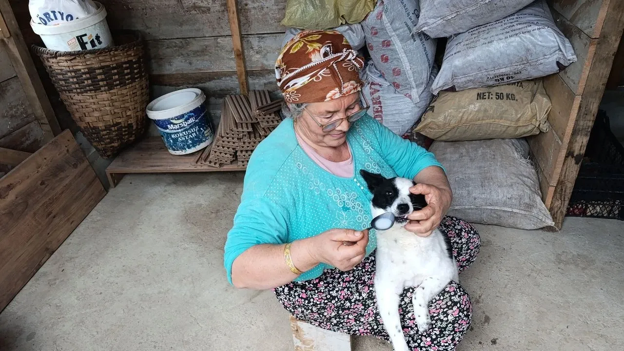 Yaralı köpeği anne şefkatiyle hayata döndürdü görseli