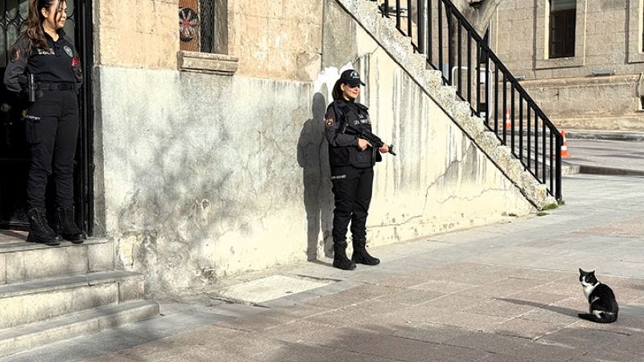 Polisleri nöbette yalnız bırakmayan kedi görseli